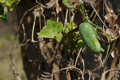 Coccinia grandis